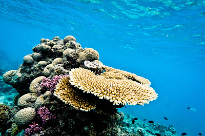 澳大利亚大堡礁的珊瑚