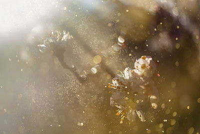 桃花雨图片大全 桃花雨设计素材 桃花雨模板下载 桃花雨图库 昵图网soso Nipic Com