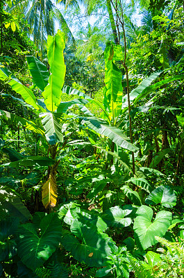 阳光照耀着野生丛林中的香蕉植物
