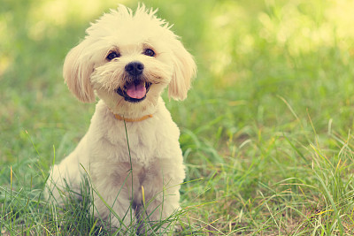 马尔他犬