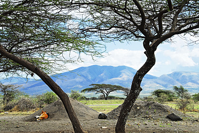 恩戈罗戈罗保护区的金合欢树景观，坦桑尼亚
