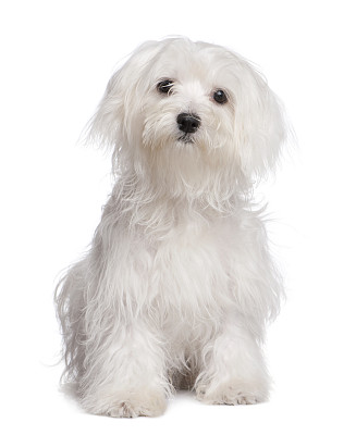 马尔他犬