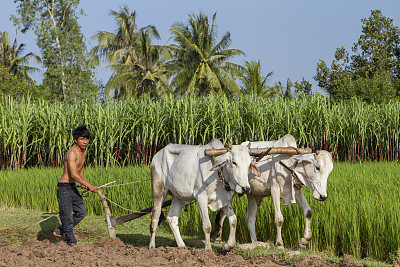 传统的农民耕作