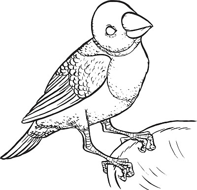 阿玛迪纳鸟的插图