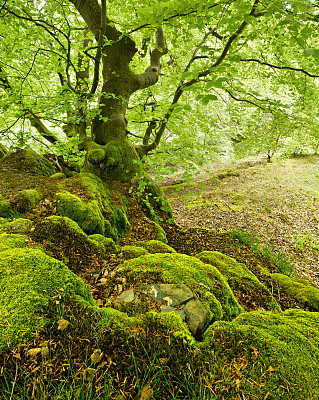 山毛榉树