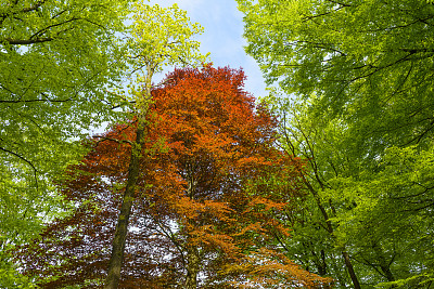 红山毛榉树在一片绿色的森林里