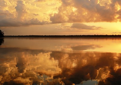 Miscante Lagoon