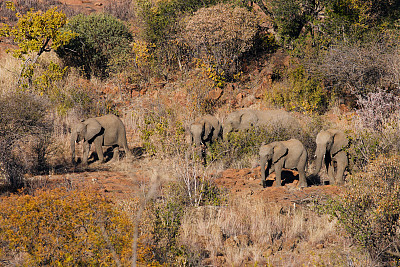 一群非洲象沿着岩石脊移动，秋天的树