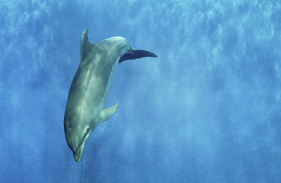 水族馆里的海豚