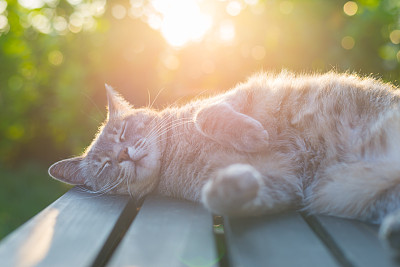 日落时分，猫在背光下躺在长凳上
