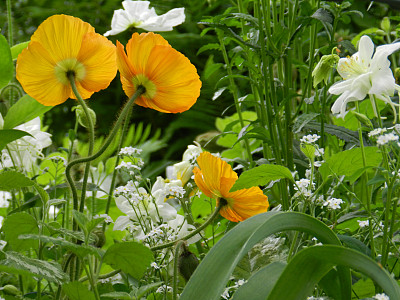 莫奈花园中的黄白色花朵