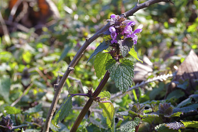 红色死荨麻- Lamium purpureum