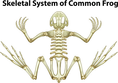 普通青蛙的骨骼系统