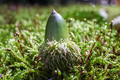 苔藓上的橡子