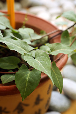 蓼科植物图片大全 蓼科植物设计素材 蓼科植物模板下载 蓼科植物图库 昵图网soso Nipic Com