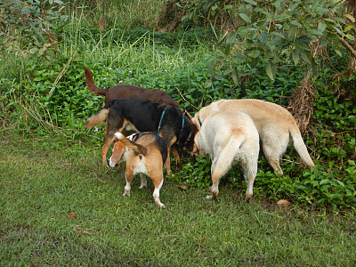 一群狗在公园里挖东西