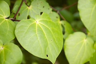 川川 (Piper excelsum)