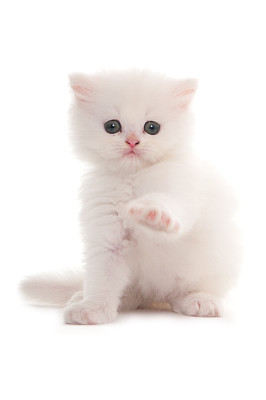 白色的波斯小猫