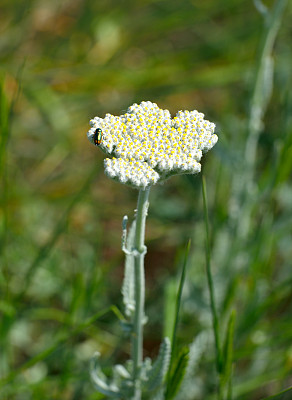 开花黄蓍草(Achillea Clypeolata L.)