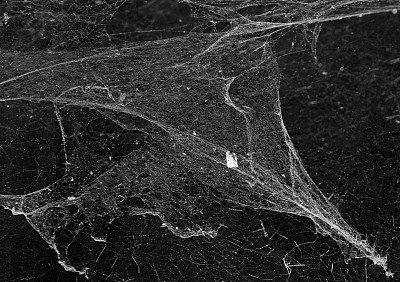 蜘蛛网蜘蛛网在古泰国房子孤立上黑色