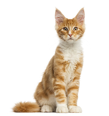 小猫背景图片大全 小猫背景设计素材 小猫背景模板下载 小猫背景图库 昵图网soso Nipic Com