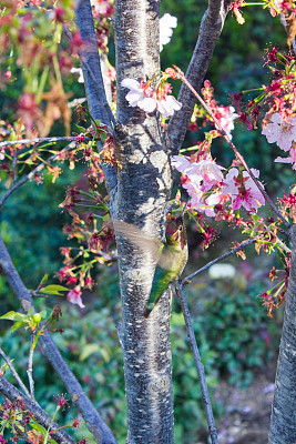 安娜的蜂鸟在日本樱桃树上喝水