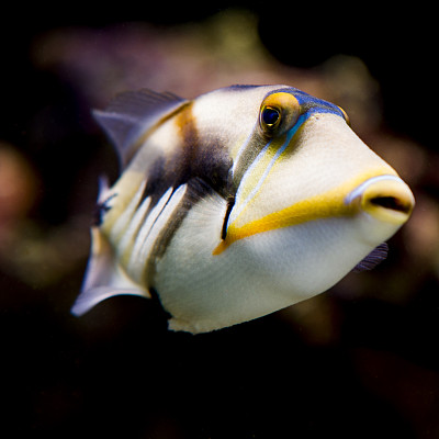 鳞鲀