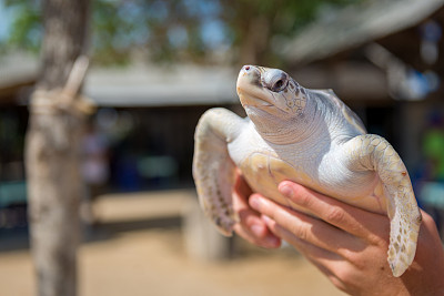圈养的小海龟，海龟岛-巴厘岛