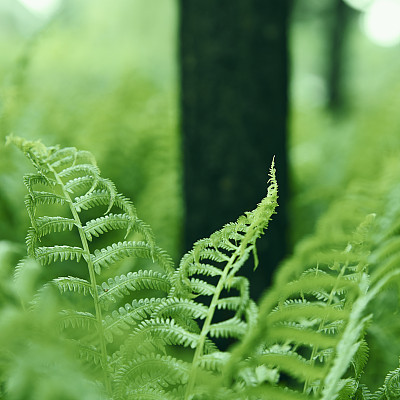 蕨类植物