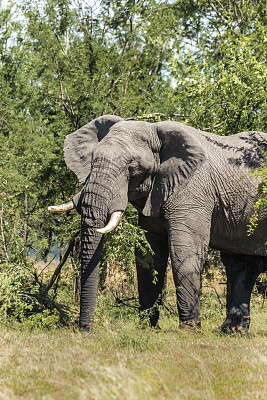 非洲坦桑尼亚的雄性非洲象