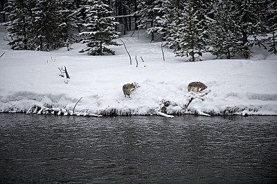 土狼在冬季捕杀猎物