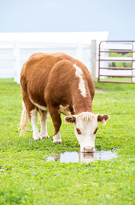 棕色和白色的赫里福德牛从水坑里喝水