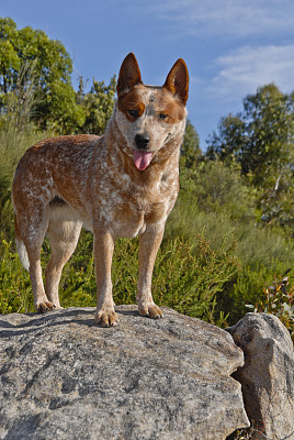 澳洲牧牛犬，红色希勒，垂直肖像