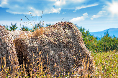 在阳光明媚的夏季，干草捆在田地里的特写