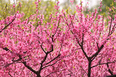 桃花