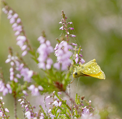 银斑Skipper Butterfly(橙皮蝶，逗号)