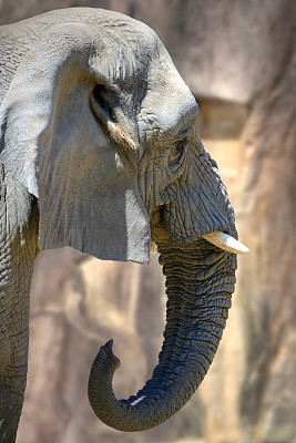 大型非洲象头。