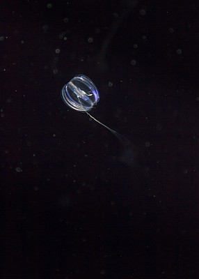 生物发光