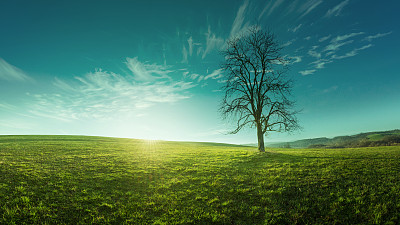 日出时草地上的一棵孤零零的树，风景如画，令人心旷神怡