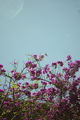 叶子花属