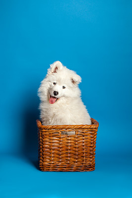 萨摩耶小狗坐在篮子里，对观众微笑