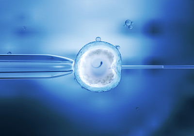 体外受精卵细胞的体外受精
