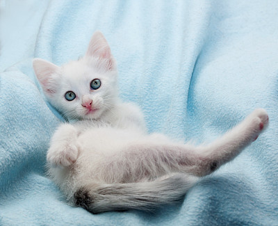 毛茸茸的小白猫躺在蓝色的床上
