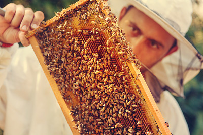 养蜂人有选择地集中在蜂巢上采集蜂蜜