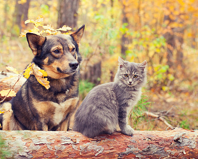 狗和猫最好的朋友坐在一起在秋天的森林