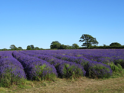 薰衣草农场在夏天开着紫色的花