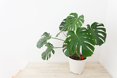 室内植物