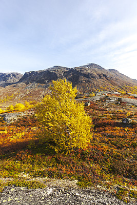 山上的风景与黄色桦树和彩色石南在秋天。
