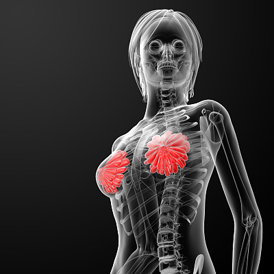 3d渲染女性乳房解剖x射线
