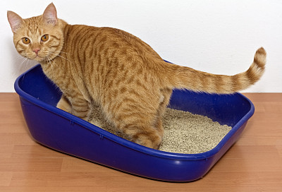 猫厕所图片大全,猫厕所设计素材,猫厕所模板下载,猫厕所图库_昵图网soso 